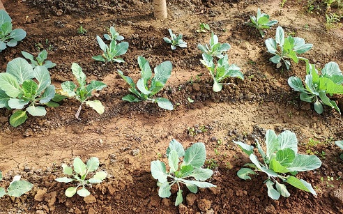 Fasal Amrit: Shocking facts revealed in the experiment of Kamdhenu University